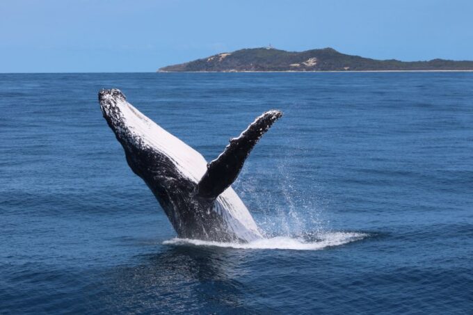 Moreton Island: Tangalooma Whale Watching & Dolphin Viewing - Important Considerations