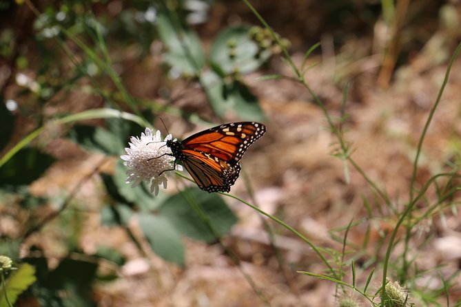 Morialta Wilderness and Wildlife Hike - Inclusion Details