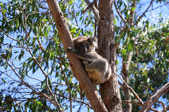 Morialta Wilderness and Wildlife Hike - Booking and Pricing