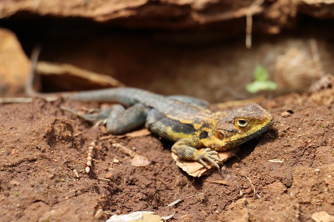 Morialta Wilderness and Wildlife Hike - Review Highlights