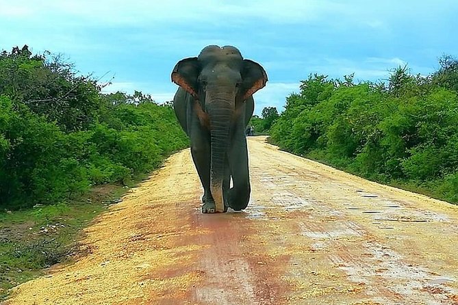 Morning 07 Hour Private Safari at Yala National Park by Yala La Safari Tours - Wildlife Sightings and Encounters