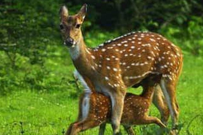 Morning 07 Hour Private Safari at Yala National Park by Yala La Safari Tours - Knowledgeable Safari Guide Assistance