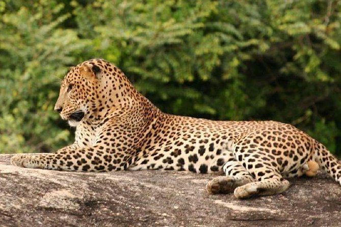 Morning 07 Hour Private Safari at Yala National Park by Yala La Safari Tours - Comfortable and Convenient Transportation