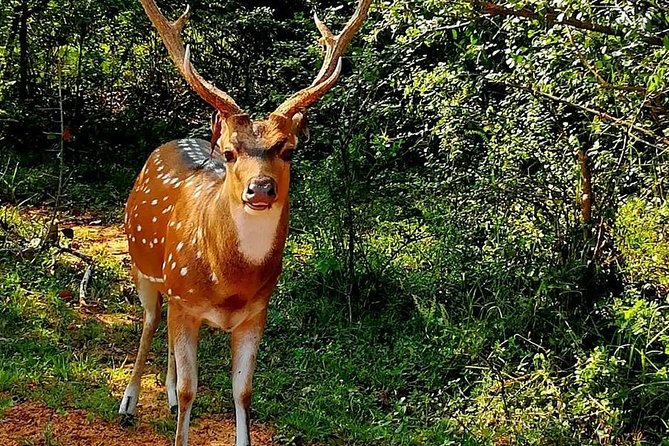 Morning 07 Hour Private Safari at Yala National Park by Yala La Safari Tours - Booking and Cancellation Details