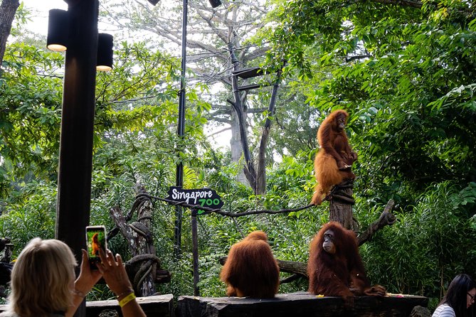 Morning at the Zoo With Transfer - Exploring Singapore Zoos Habitats