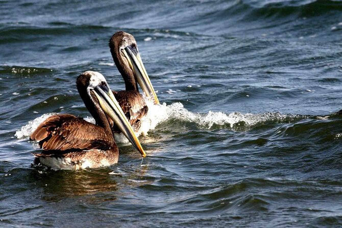 Morning: Ballestas Island Tour From Paracas With Entrances - Additional Information