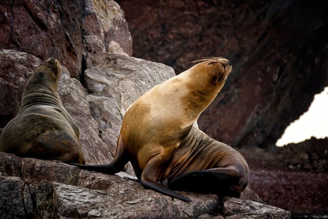 Morning: Ballestas Island Tour From Paracas With Entrances - Wildlife Viewing Experience