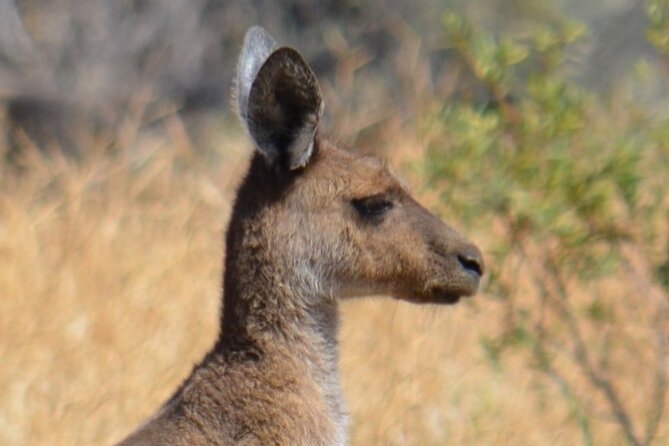 Morning Cruise on the Murchison River in Kalbarri (April to Nov) - Meeting and Pickup