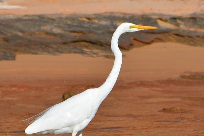 Morning Cruise on the Murchison River in Kalbarri (April to Nov) - Accessibility and Additional Information