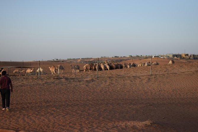 Morning Desert Safari With Camel Ride & Sand Boarding - Delicious Desert Dinner Experience