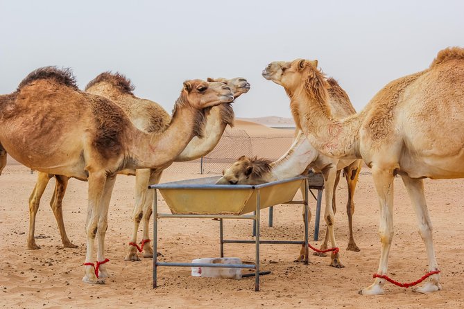 Morning Dubai Desert Safari With Camel Ride & Sand Boarding - Experiencing Sand Boarding