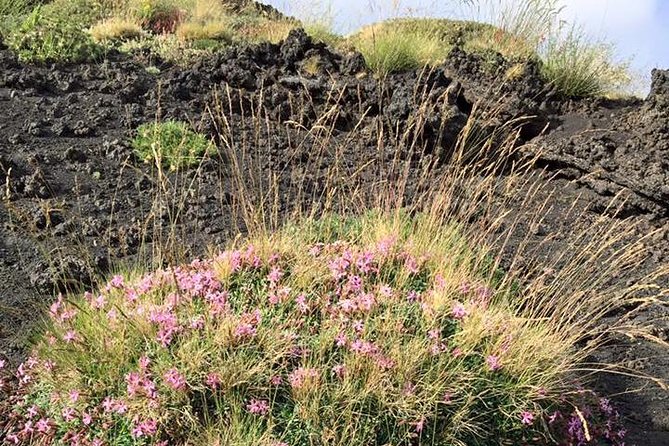 Morning Excursions Etna / Etna Morgen Tour - What to Expect on the Tour