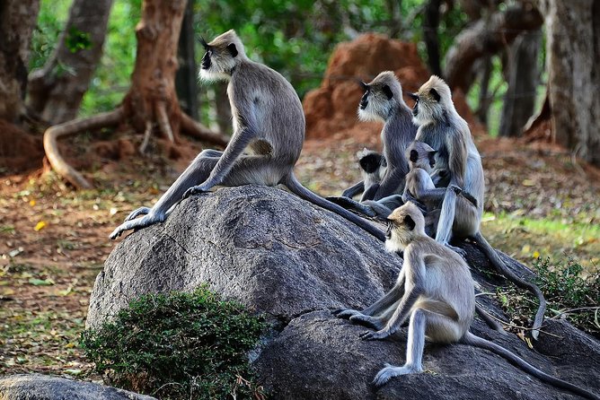 Morning Game Drive in Yala National Park - Meeting and Pickup