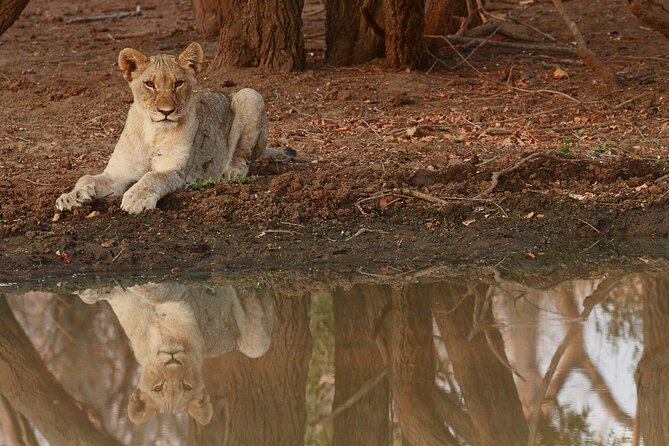Morning Game Drive Safari Near Hoedspruit - Confirmation Timeline