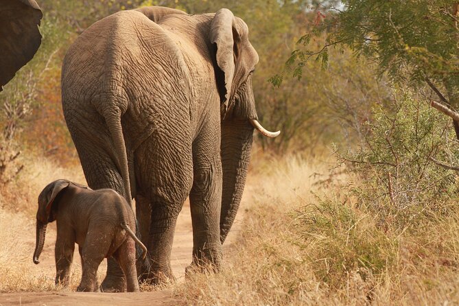 Morning Game Drive Safari Near Hoedspruit - Health and Medical Requirements