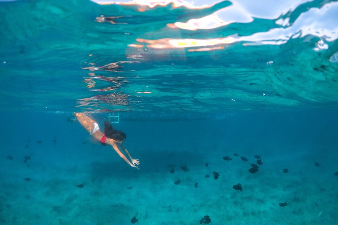 Morning Half Day Cruise From Providenciales With Snorkeling and Iguana Island - Transportation and Accessibility