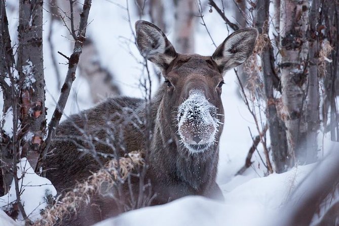Morning Hike in Abisko National Park - Wildlife Spotting Opportunities