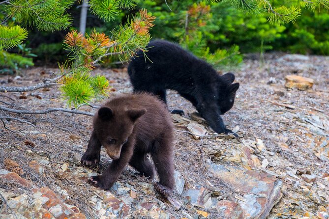 Morning Jasper National Park Wildlife Tour - Logistics
