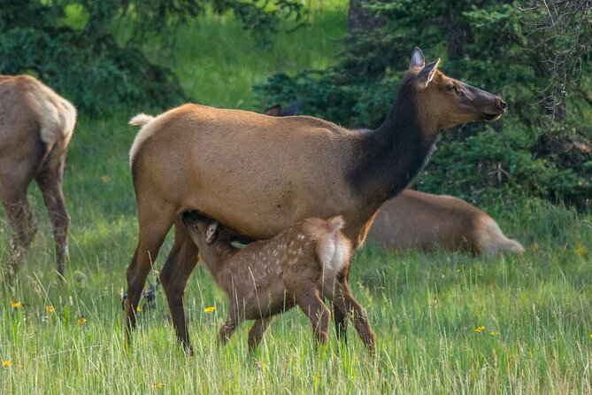 Morning Jasper National Park Wildlife Tour - Pickup Locations