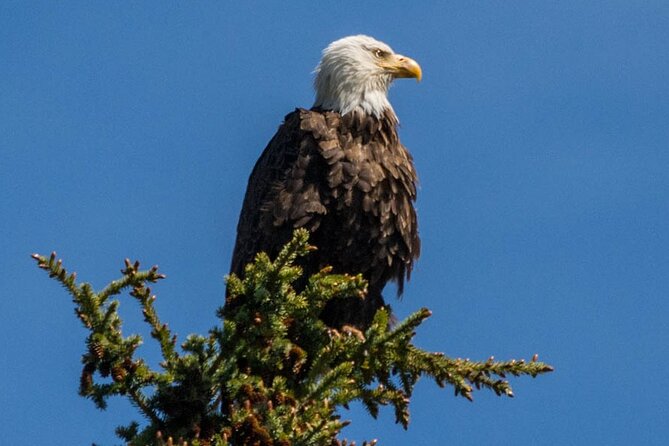 Morning Jasper National Park Wildlife Tour - Tour Duration