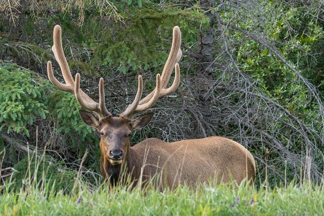 Morning Jasper National Park Wildlife Tour - Age Restrictions