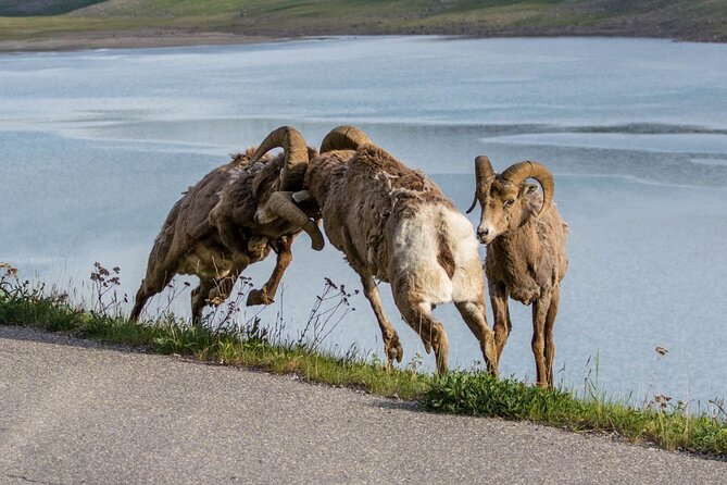 Morning Jasper National Park Wildlife Tour - Cancellation Policy