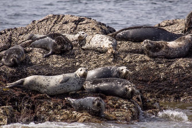 Morning Kayak & Seal Cruise - Amenities and Comforts