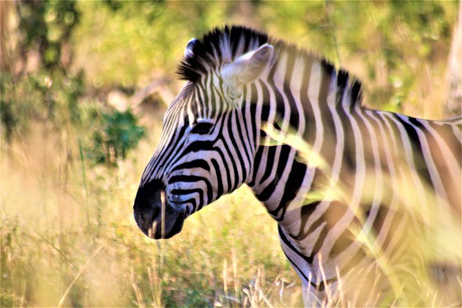 Morning Kruger National Park Safari - Inclusions and Exclusions