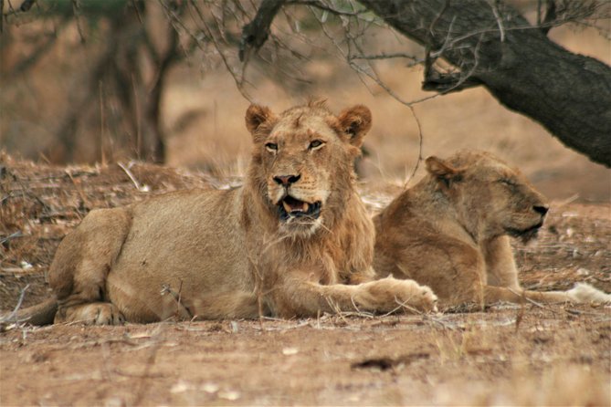 Morning Kruger National Park Safari - Conservation Fees