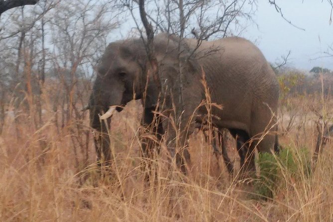 Morning Kruger National Park Safari - Accessibility and Requirements