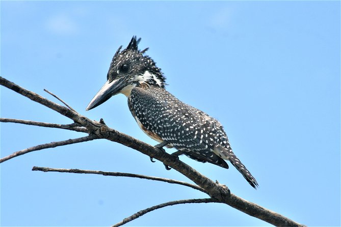 Morning Kruger National Park Safari - Booking Information