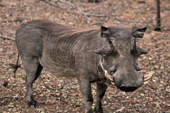 Morning Kruger National Park Safari - Safari Experience