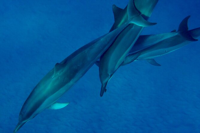 Morning Magic Kayak and Snorkel Adventure in Kealakekua Bay - Cancellation Policy and Group Size