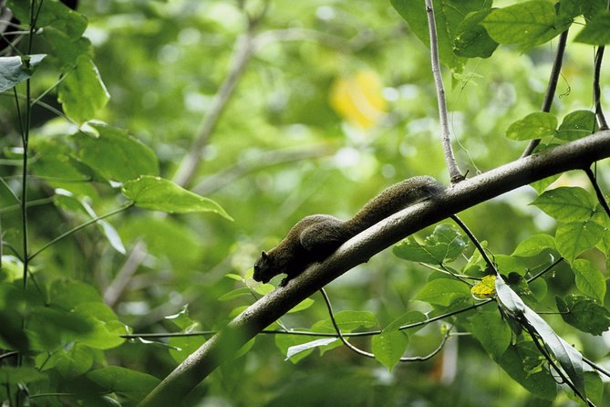 Morning Rainforest Walking From Langkawi - Tour Details