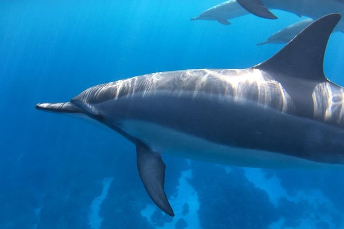 Morning Reef Snorkel - Exploring Kona Coasts Marine Life