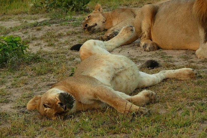 Morning Safari in Kruger National Park From Hazyview (Am Knp) - Personalized Safari Tailored to Interests