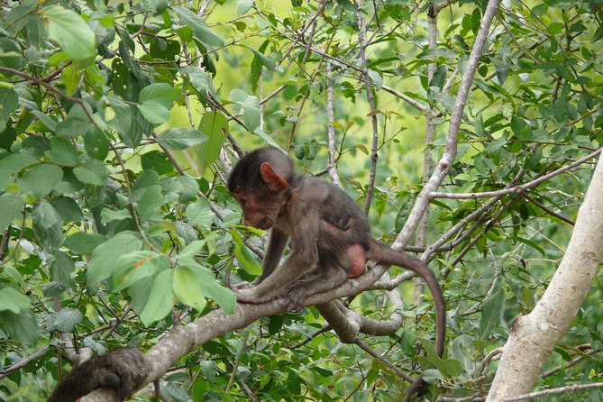Morning Safari in Kruger National Park From Hazyview (Am Knp) - Diverse Wildlife and Big Five
