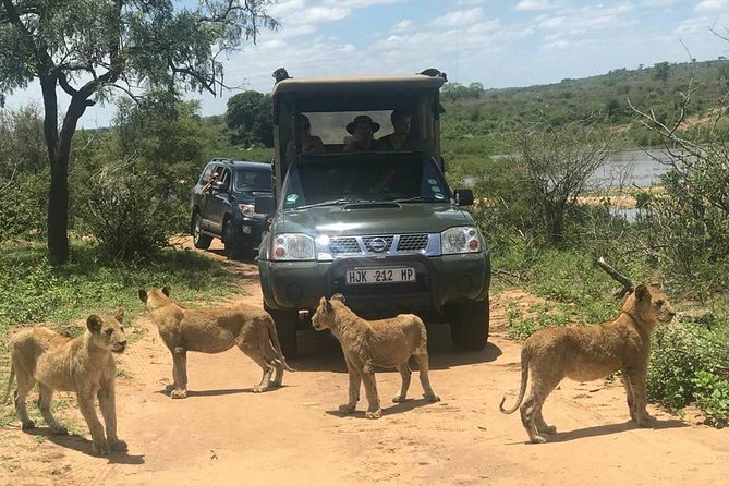 Morning Safari in Kruger National Park From Hazyview (Am Knp) - Pricing and Booking Information