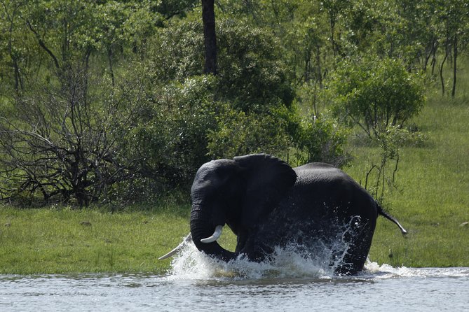 Morning Safari in Kruger National Park From Hazyview (Am Knp) - Exceptional Reviews and Ratings