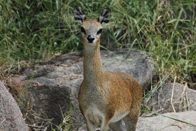 Morning Safari in Kruger National Park From Hazyview (Am Knp) - Recap