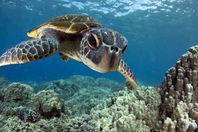 Morning Snorkel Sail From Lahaina Harbor - Key Points