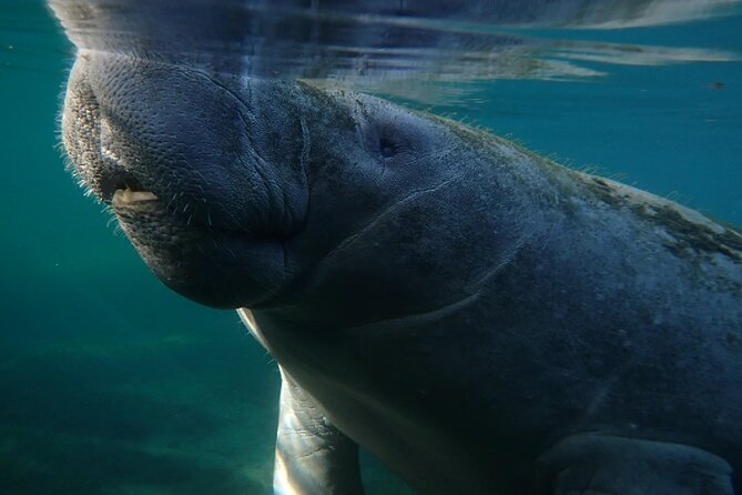 Morning Swim and Snorkel With Manatees-Guided Crystal River Tour - Cancellation and Refund Policy