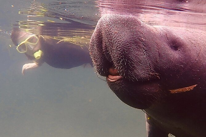 Morning Swim and Snorkel With Manatees-Guided Crystal River Tour - Traveler Reviews and Ratings