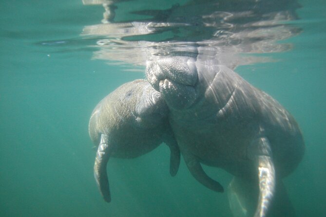 Morning Swim and Snorkel With Manatees-Guided Crystal River Tour - What to Expect on the Tour