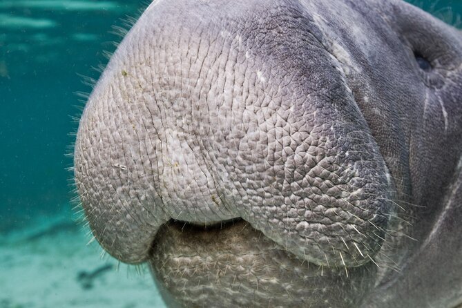 Morning Swim and Snorkel With Manatees-Guided Crystal River Tour - Additional Information