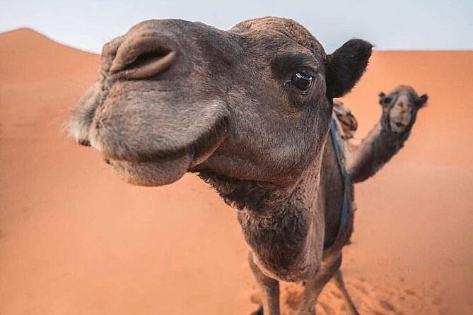 Morning Thrilling Dune Bashing , Send Boarding & Camel Ride - Booking Information