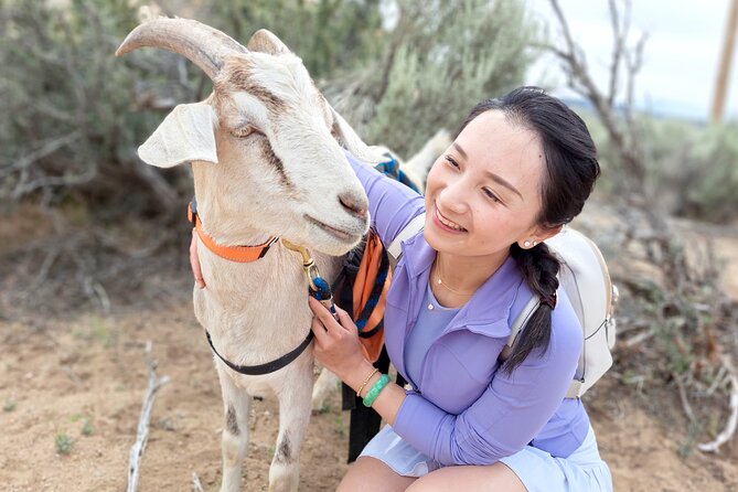 Morning Walks With High Sierra Pack Goats - Key Points