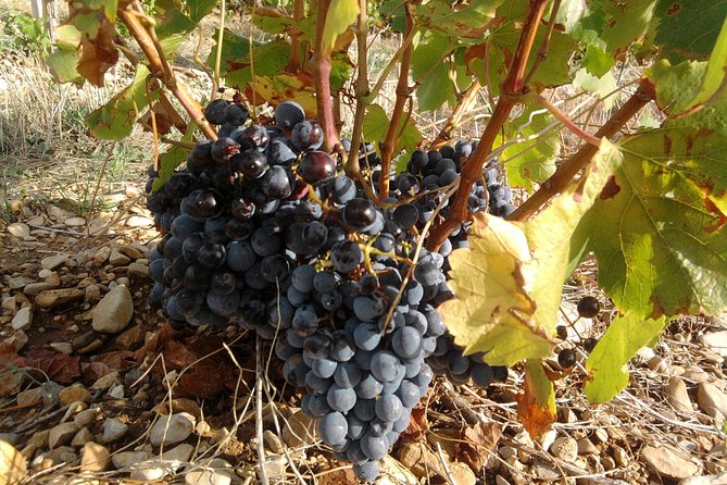 Morning Wine Tour to Chateauneuf Du Pape From Avignon - Guided Winery Tours