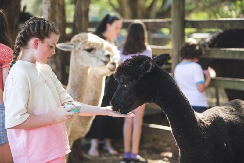 Morning With Horses, Alpacas, Turtles & Breakfast - Meeting Point