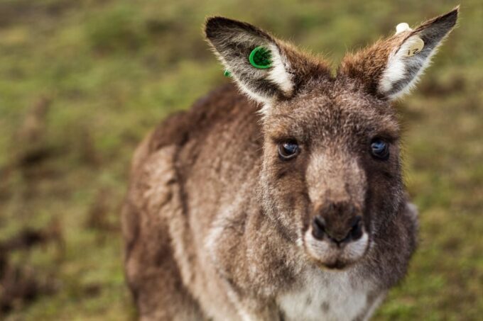 Mornington Peninsula & Hot Springs Tour - Frequently Asked Questions